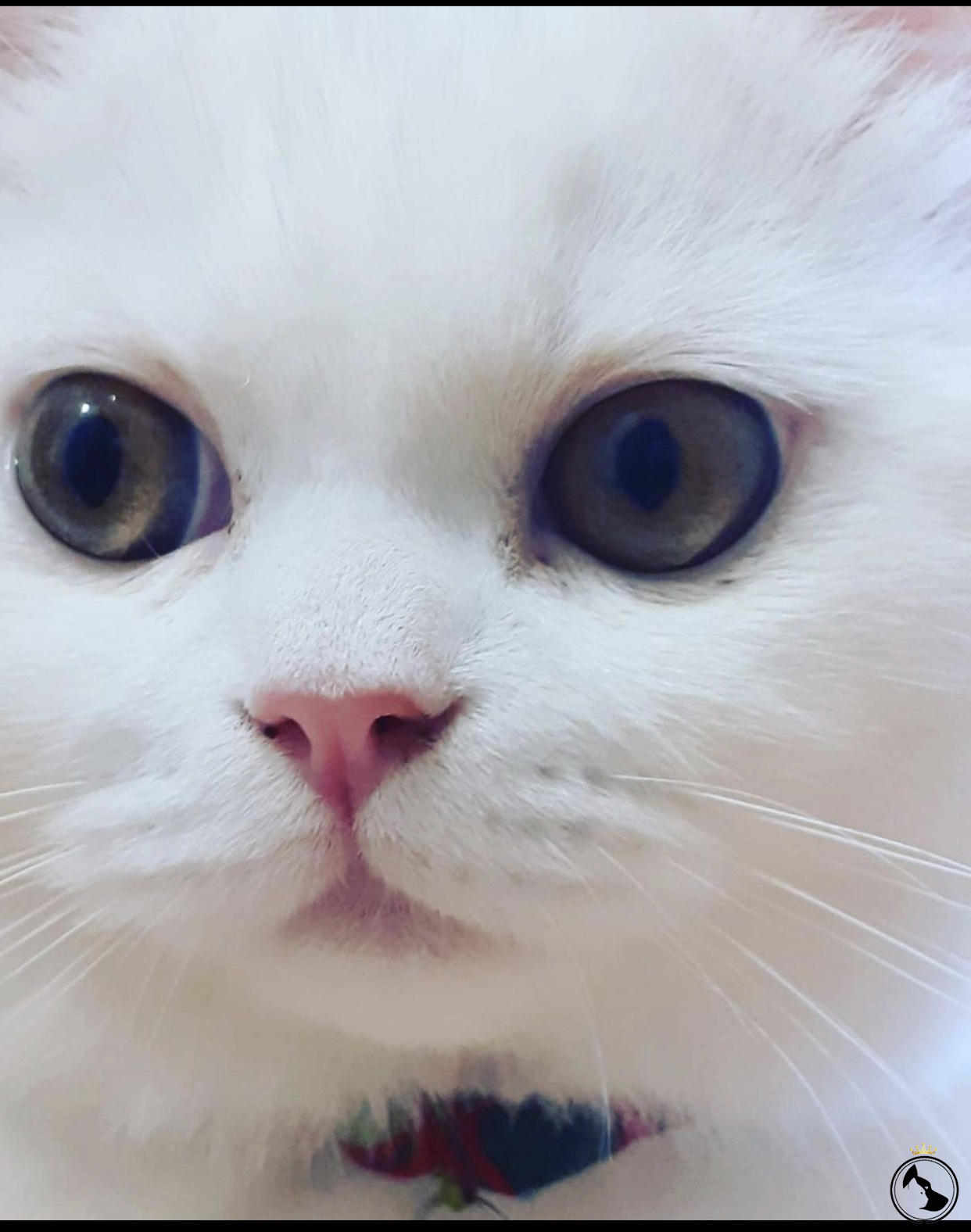 british safkan beyaz ogluma eş arıyorum Dost Patiler Kedi Köpek