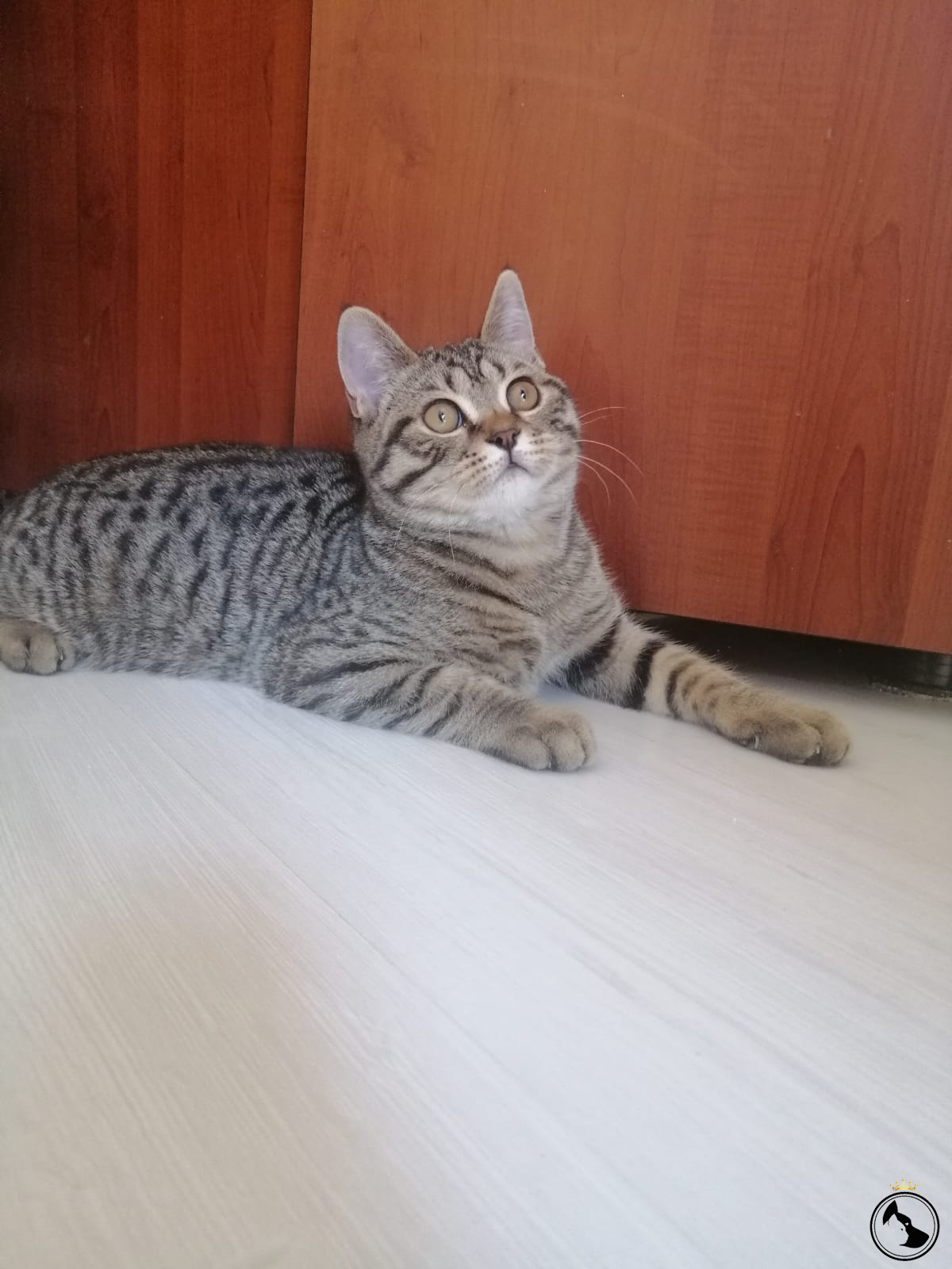 Tabby Scottsh Strahig boy Dost Patiler Kedi Köpek Dünyası Kedi ve