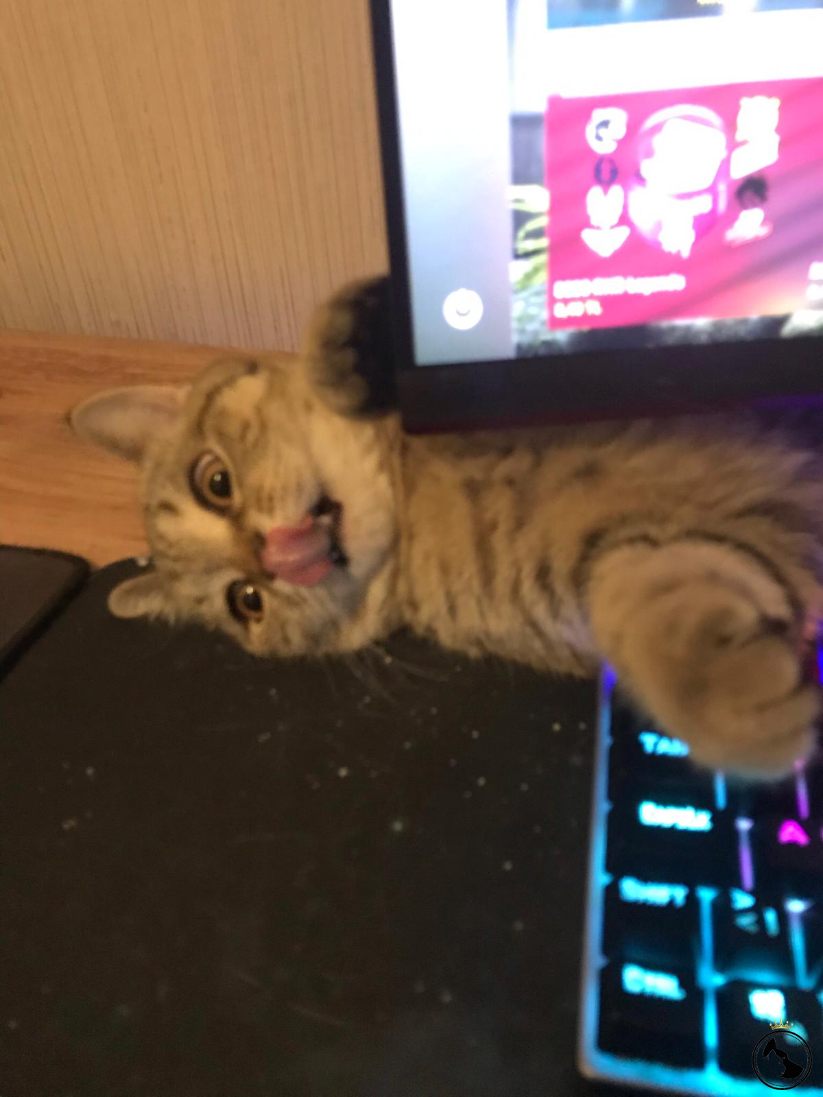 British shorthair 7 aylık oğlumuza eş arıyoruz Dost Patiler Kedi