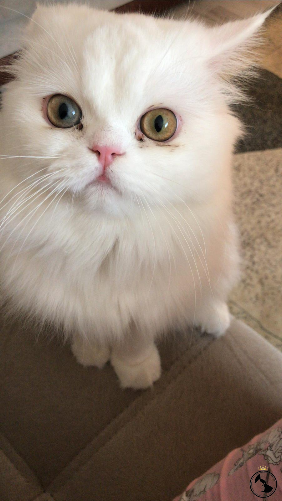 İlan Bulunamadı.. Dost Patiler Kedi Köpek Dünyası Kedi ve