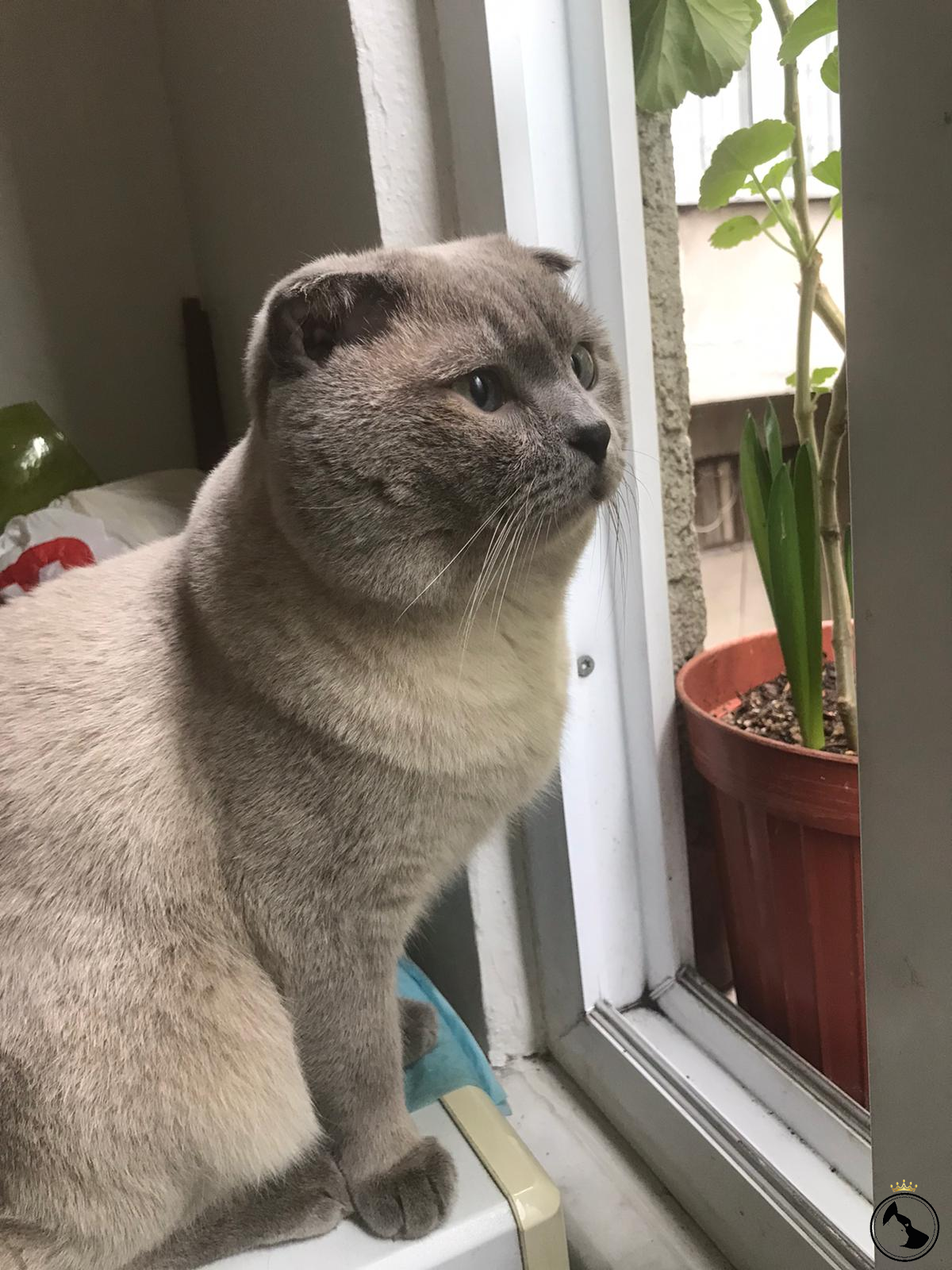 oğluşuma eş arıyorum Dost Patiler Kedi Köpek Dünyası Kedi ve
