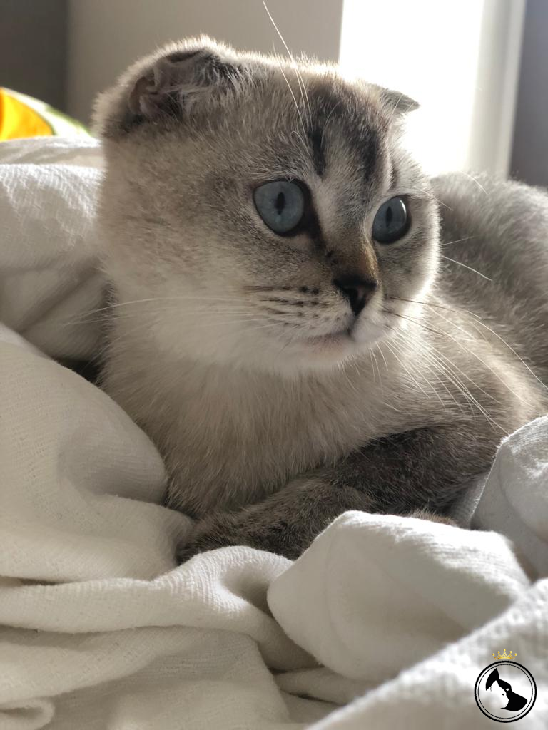 İlan Bulunamadı.. Dost Patiler Kedi Köpek Dünyası Kedi ve