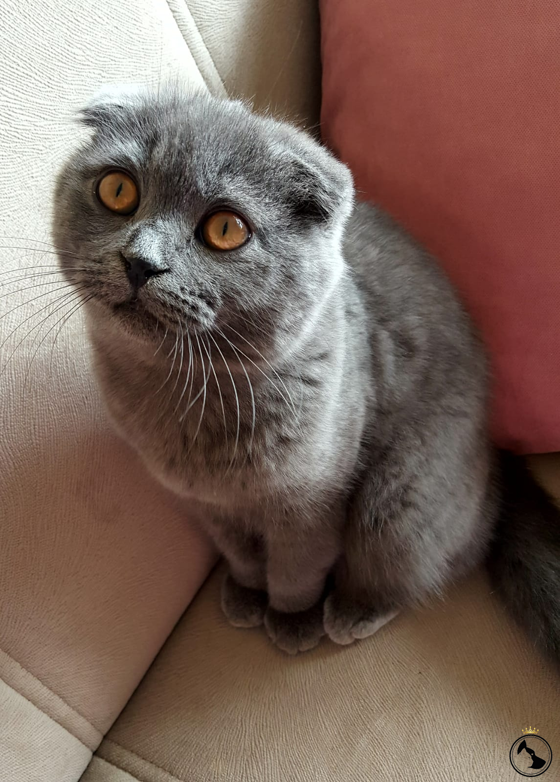 Scottish fold dişi yavrumuz Dost Patiler Kedi Köpek Dünyası Kedi