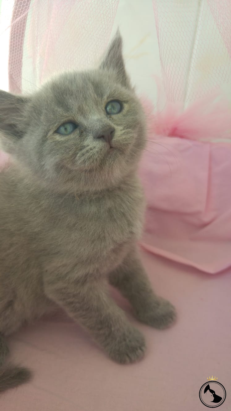 Anne altından yavrular Dost Patiler Kedi Köpek Dünyası Kedi ve