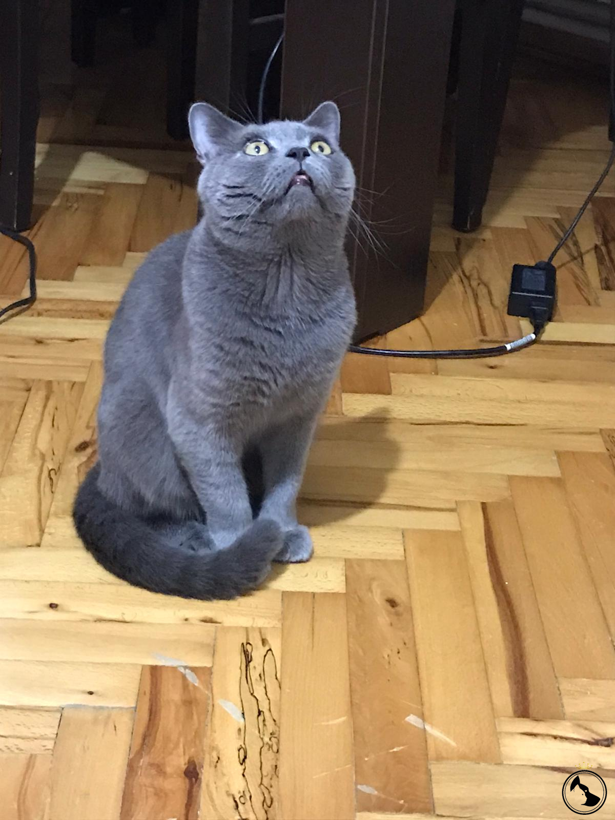 YAKIŞIKLI VE SAĞLIKLI OĞLUMA EŞ ARIYROUZ Dost Patiler Kedi Köpek