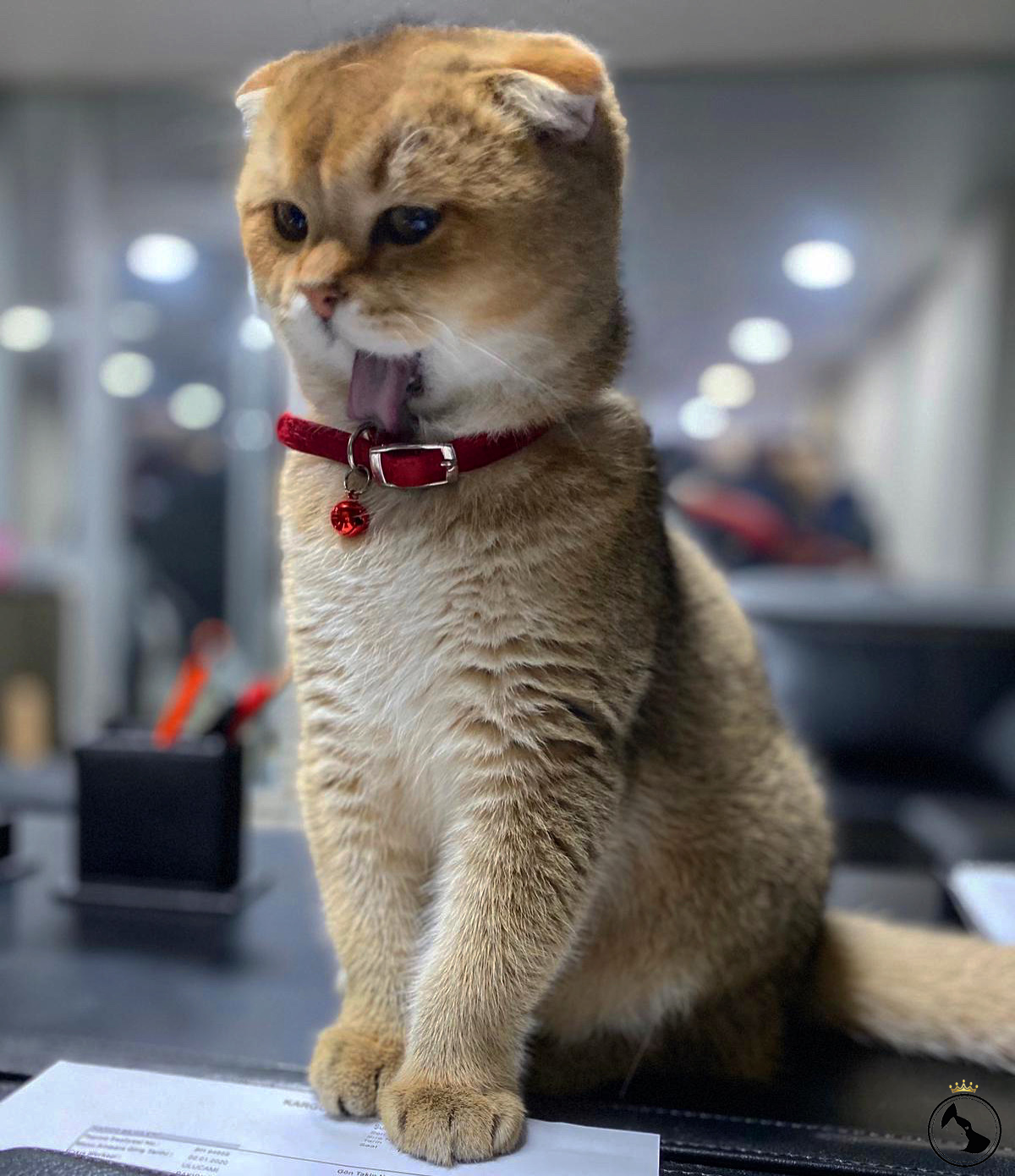 Scottish Fold Golden ny25 oğlumuza eş arıyoruz.. Dost Patiler Kedi