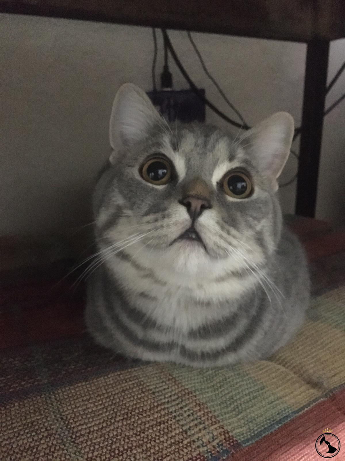 British Shorthair Whiskas Erkek Dost Patiler Kedi Köpek Dünyası