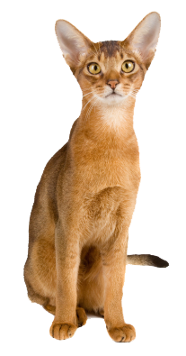 Abyssinian