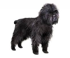 Affenpinscher