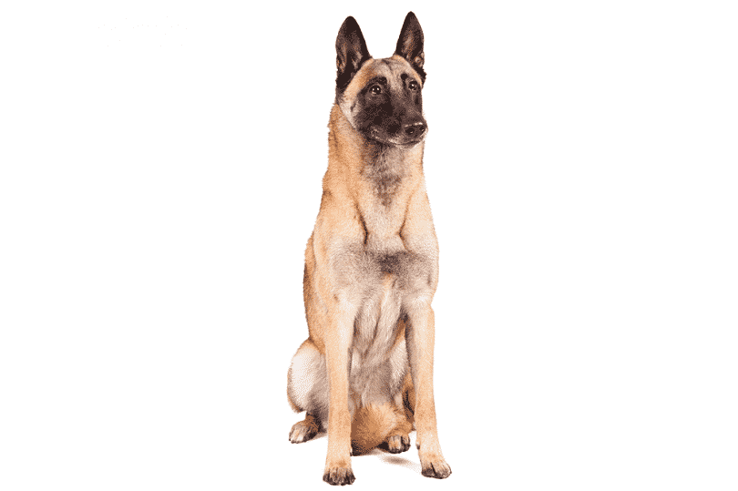 Belika Malinois