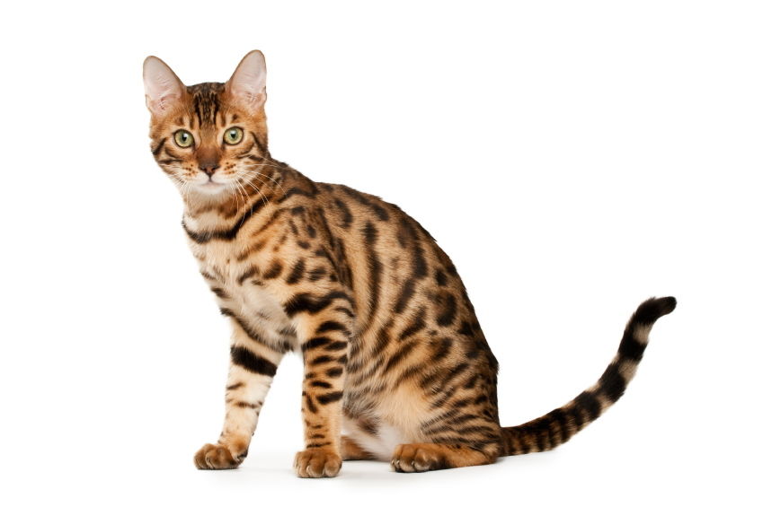 Bengal