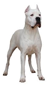 Dogo Argentino