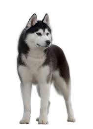 Husky