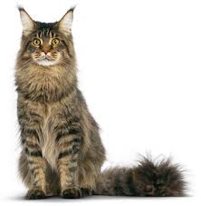 Maine Coon