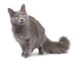 Nebelung