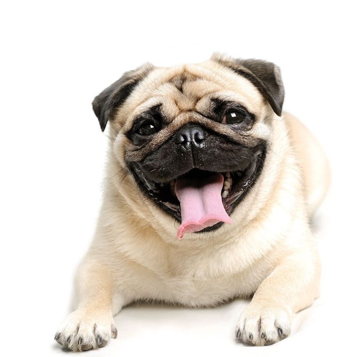 Pug