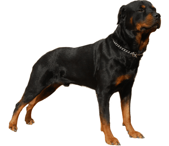 Rottweiler