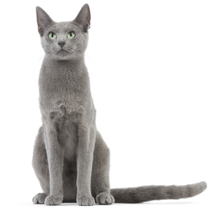 Russian Blue