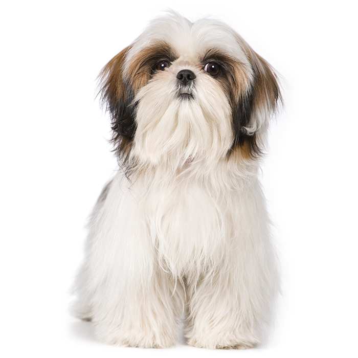 Shih Tzu