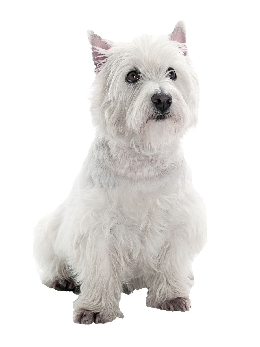 White Terrier