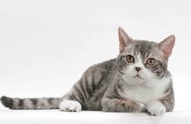 American Wirehair