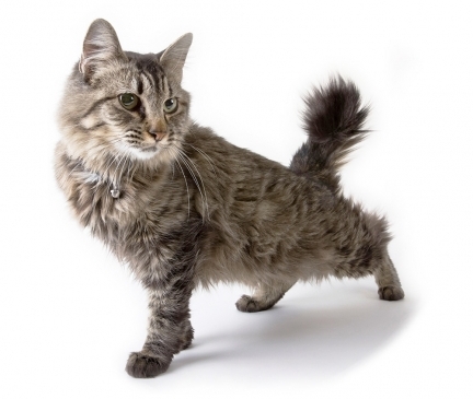 American Bobtail