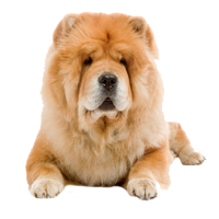 Chow Chow