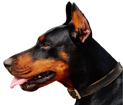 Doberman