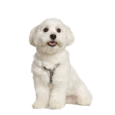 Maltese Terrier