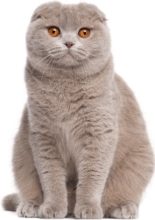 Scottish Fold